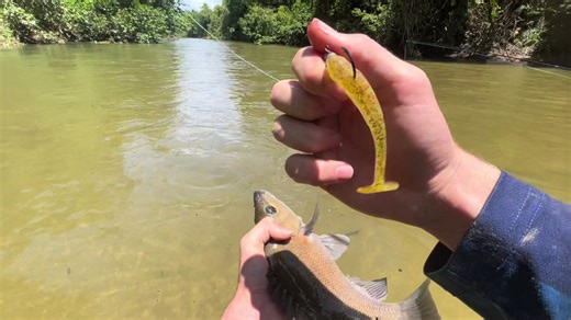 Got 4 sootys and 1 Karki on the @Missingatsea death shad 3.25inch on my new @BangBangFishing rod @Lachlan can't fish 💪😮‍💨 losing 80 Barra #fish #famous #shorts #sooty #gomexus