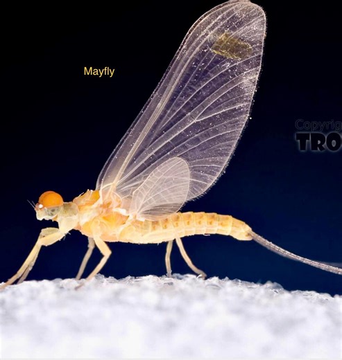 East Tennessee Fly Fishing Group | Aquatic Insect Identification | Facebook
