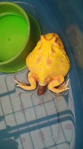 Pacman Frog Poop Compilation: Funny and Fascinating Moments