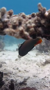 6.7K views · 163 reactions |  **Behold the stunning Emperor Angelfish, known for its vibrant colors and striking patterns. This regal fish glides gracefully through the reef, adding a touch of majesty to the underwater landscape. #angelfish #MarineLife #UnderwaterAdventure #ScubaDiving #OceanExploration #SeaCreatures #NatureLovers #UnderwaterWorld #DivingExperience #TravelGram #WildlifePhotography | Red Sea Diving | Facebook