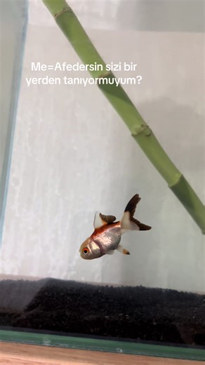 Tanıdık Bir Yüzle Karşılaşmak