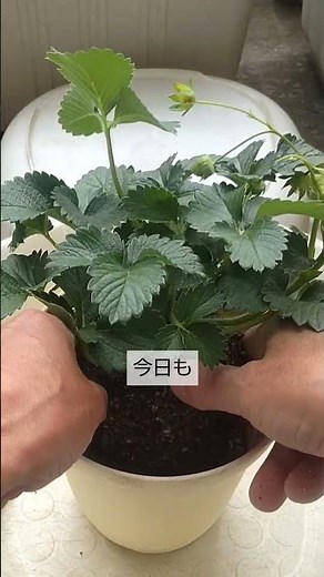 4/26【イチゴ】植付け こうして植付けをすれば成長が早く大きく育って収穫が早くなります
