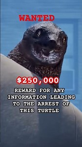 I like turtles #funny #relatable #memes #comedy #shorts