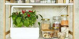 Click and Grow: smart gardens that allow you to grow plants 365 days a year