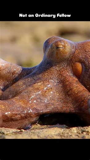 Animal Documentary & Science Concepts on Instagram: "Octopus are highly intelligent marine animals belonging to the mollusk group (class Cephalopoda). Key facts 🐙 Eight arms: Each arm has powerful suckers that can taste and grip. 🧠 Very intelligent: Can solve puzzles, open jars, and remember routes. 🎨 Masters of camouflage: Change color and skin texture in seconds to hide or communicate. 💨 Ink defense: Release ink to confuse predators and escape. ❤️ Three hearts: Two pump blood to the gills,