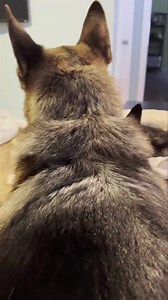 18K views · 3.5K reactions | Tennyson really does have a big heart ❤️ climbed up and squeezed in to lay with Churchill ❤️ | Ten Shakes of Grace | Facebook