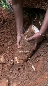 വളയിട്ട കൈ #agriculture #tapioca #cassava #harvest | Hikayas of Sasha