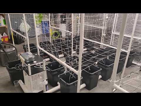 Recirculating deep water culture RDWC system clean and room sterilizing 2020