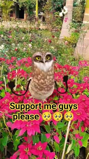 Naya trend launch ho gaya hai — owl dance Aa Pate Pate Aa” 😂