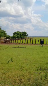 1.4M views · 18K reactions | Par de hermanos Vargas carajo jugando se la con ese bicho ##llanerosdepielcuertiadelassabanasbravias | Llanera Sin Fronteras | Facebook