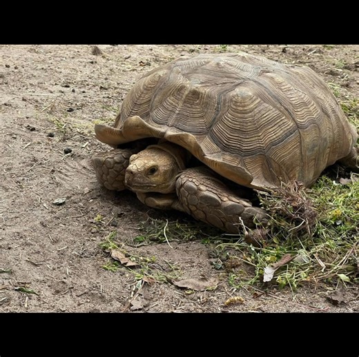 What happens if your pet tortoise escapes? What happens if you find a non-native tortoise? Both scenarios happen more often than you might think. We get contacted a few dozen times each year by people who have lost their beloved pet tortoise, and also by folks who find non-native tortoises and are clueless about what to do next. So, here’s what you should do if your pet tortoise escapes: 1. Start looking for it right away! 2. Let your neighbors, local social media groups, veterinarian offices, D