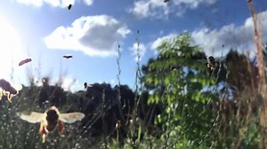 10K views · 686 reactions | We opened up a hive yesterday and spent some time hanging out with the queen. Notice the queen bee's abdomen is noticeably longer than the worker bees surrounding her. She is capable of producing up to 2,000 eggs each day! | Flow Hive | Facebook