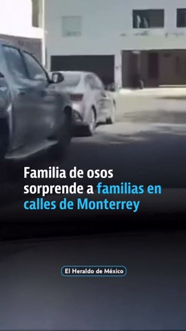 ¿Buscaban la carnita asada? Una familia de osos se paseaban muy contentos por las calles de Monterrey. #noticias #tiktok #monterrey