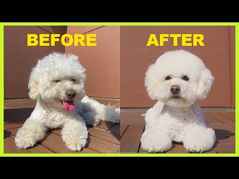 You can groom Bichon Frise at home | Home Grooming 101 | Bathing & Haircut