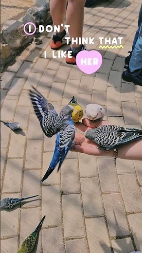 경주버드파크 앵무새 먹이주기 체험 🐦 아이와 함께 가기 좋은 경주 여행 코스 #shorts