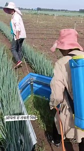 17K views · 138 reactions | Onion Smart Localised Pest Control暈暈 . . . . . . . . . . #naturelovers #trees #plants #crops #farminglife #farming #farm #beautiful #animals #agroculture_hub #agriculture #agroculture #trending #trendingreels #trend #ad #viral #viralreels #reels #reelsfb #funny #trendingreels #Tiktok #tbt #womenempowerment #womeninbusiness #womeninagriculture #countrylife #farming #asia | आपला शेतकरी मित्र | Facebook