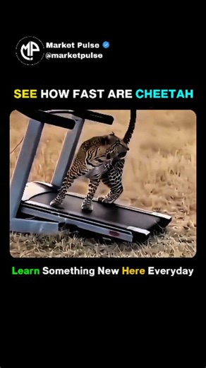 Market Pulse on Instagram: "Cheetahs don’t just run fast — they’re biomechanical missiles. Their flexible spine acts like a spring, extending stride length to nearly 7 meters, while oversized lungs, heart, and nasal passages flood muscles with oxygen. Non-retractable claws work like cleats, the tail acts as a gyroscope for balance, and acceleration hits 0–100 km/h in about 3 seconds. The catch nobody talks about? They can only sustain this speed for 20–30 seconds before overheating. Pure speed, 