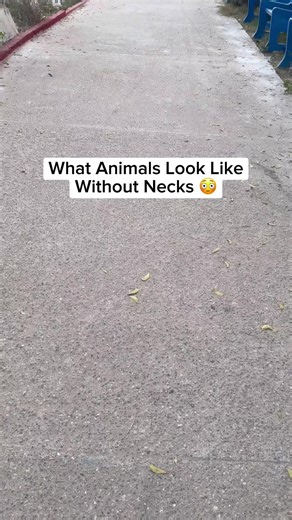 What Animals Would Look Like Without Necks