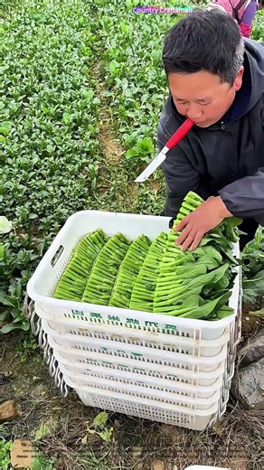 Order in Agriculture: How Farmers Precision - Pack Veggies for Market