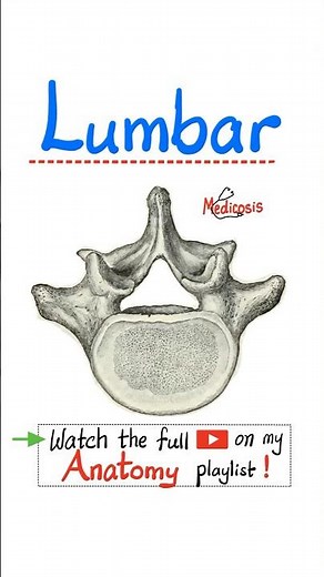 Anatomy of the Lumbar Spine (Vertebral Column).#surgery #anatomy #physiology #chiropractor #backpain