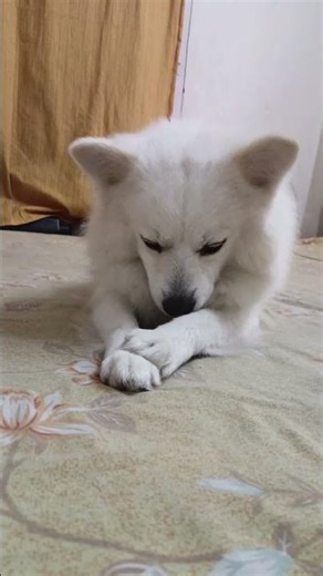 posto the cute baby #posto #cute #dog #pet #squirrel