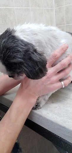 How to cut an overgrown dew claw, dog grooming from home, no restraints, Shih-Tzu