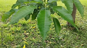 close up of mango leaves. Mango leaves are useful for lowering blood sugar, maintaining heart and brain health, and caring for skin and hair.