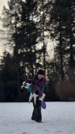 IQ Dogsport on Instagram: "🇺🇸 Could you watch this for hours too? The jumps. The timing. The moments when dogs seem to fly – catching the disc mid-air in the most insane positions. Disc Dog is pure fascination. Fun fact: Disc Dog started in the 1970s in the USA, when a dog unexpectedly jumped onto a baseball field and amazed the crowd by catching a Frisbee. One spontaneous moment turned into a worldwide dog sport. Any other disc doggers here? Do you have equally cool videos, creative tricks or