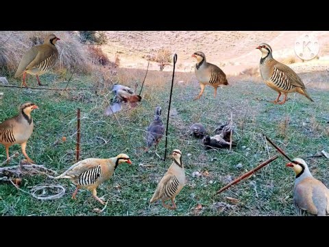 Mountain Partridge Catching Like a Pro #MauntainBirdHunting