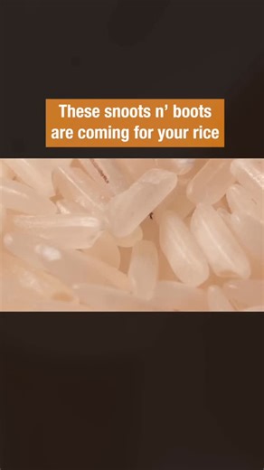 Snagbug on Instagram: "What are those tiny bugs in your rice? They’re most likely rice weevils. Smaller than a grain of rice, they can eat your grains with their long snout and strong mandibles. Find out how they get into your pantry in #DeepLook’s new video. Video and text by: @kqedscience #snagnation #snagbug #rice #weevil #riceweevil"
