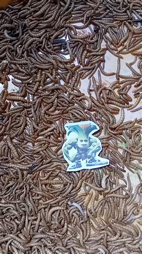 brainrot attack #caterpillar #brainrot #zombie #experiment #mealworms #shortvideo
