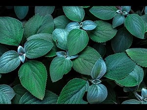 Rap, Trap, Hip-Hop, Instrumental Beat [No Copyright Sound] [ FREE USE MUSIC ] - FAYZED - Morphi