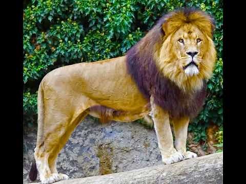 Lion Sound Effects 🦁 🔊
