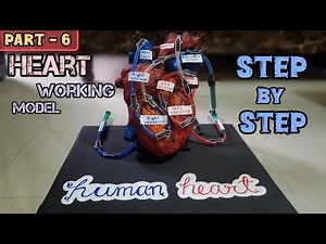 Biology Project _ Heart working model_3d model #science#biology#medical