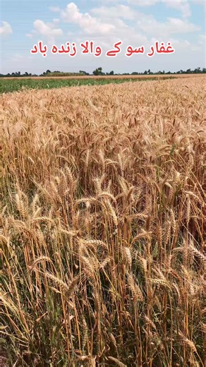 #inayathussainbhatti # #saleemsoundservice2 # #mumtazabbasizindabad # #500millionviews🔥🔥 # #InayatHussainbhattikesong