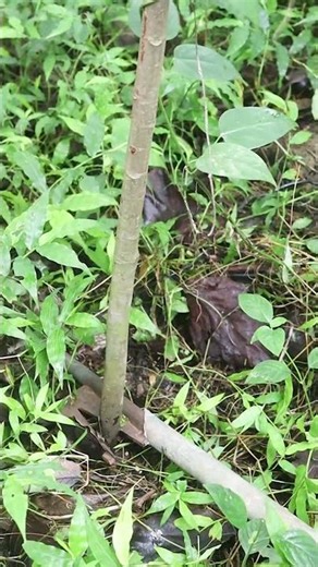 🌳 DIY Tree Puller Tool – Remove Small Trees with Ease!
