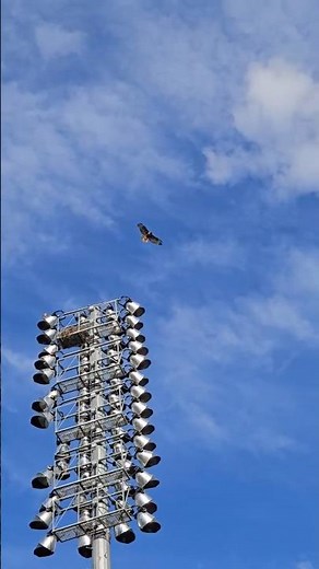 RED TAILED HAWKS Fly Overhead And Call Out