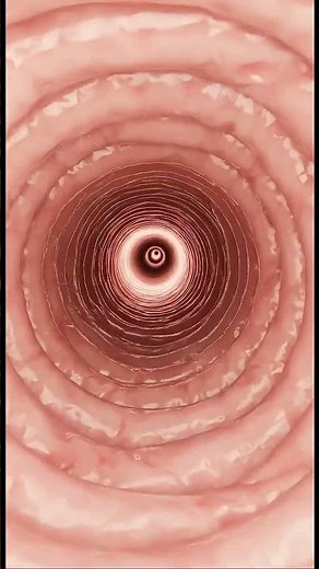 Inside the Cervical Tunnel — A Rare 3D Medical View