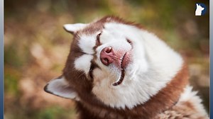 How Siberian Huskies Survive the World’s Harshest Winters!🐶❄️