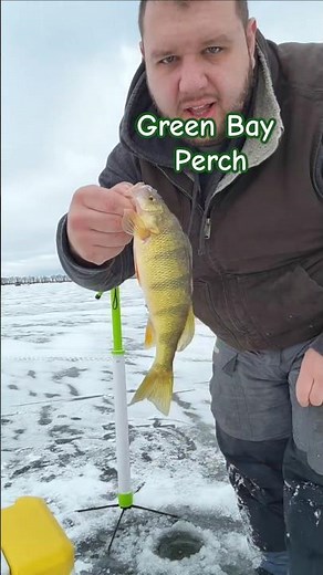 Keeping it simple with the Innovative Tip-Down #icefishing #wisconsin #fishing