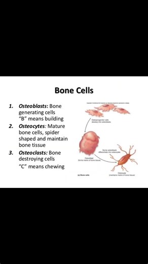 How Bones Grow in Your Body 🦴 | Endochondral Ossification Explained in 60 Seconds! #facts #education