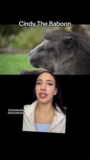 In loving memory of Cindy Lambrechts - November 1994 - December 28, 2025 Chacma Baboons #cindythebaboon #chacmababoon #rubennamibia @Cindy Namibia @Ruben Namibia #greenscreen