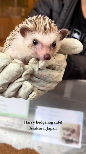 3 Unique Cafes in Japan You HAVE to See to Believe! 😲🇯🇵