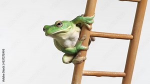 Ein Laubfrosch als Wetterfrosch auf einer Leiter, nah und sehr nah, Studioaufnahme vor weißem Hintergrund