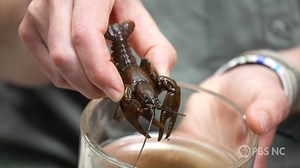 How crayfish survive in sediment-filled water has been a mystery to scientists. Findings suggest that tiny worms living may be the answer. Tiny crayfish worms attach to the crayfish and act as little cleaners by eating the sediment on the crayfish and providing food and a place to reproduce for the worms. They help one another survive. Learn more with #SciNC! Special thanks to Kerry Irish and North Carolina Museum of Natural Sciences. | PBS North Carolina