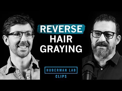 How to Reverse Hair Graying | Dr. Martin Picard & Dr. Andrew Huberman