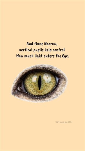 🐱 Why Do Cats’ Eyes Look So Mysterious? The Science Behind Their Eyes! #catseyes #cats