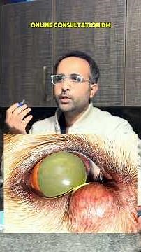 Today we will discuss eye cancer in pets