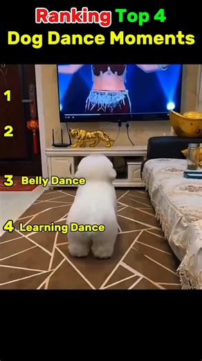 Top Dog Dance Moments That Broke the Internet 🐕💃