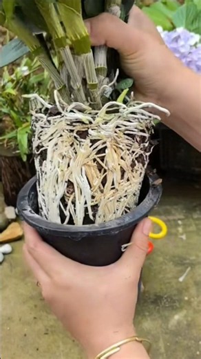 Best tutorial growing orchid dendrobium plants with useful video🪨🌱🪨🌱🌱🌱🌱